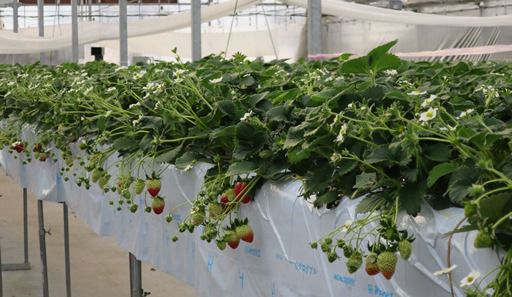 どりいむ農園いちご販売中!