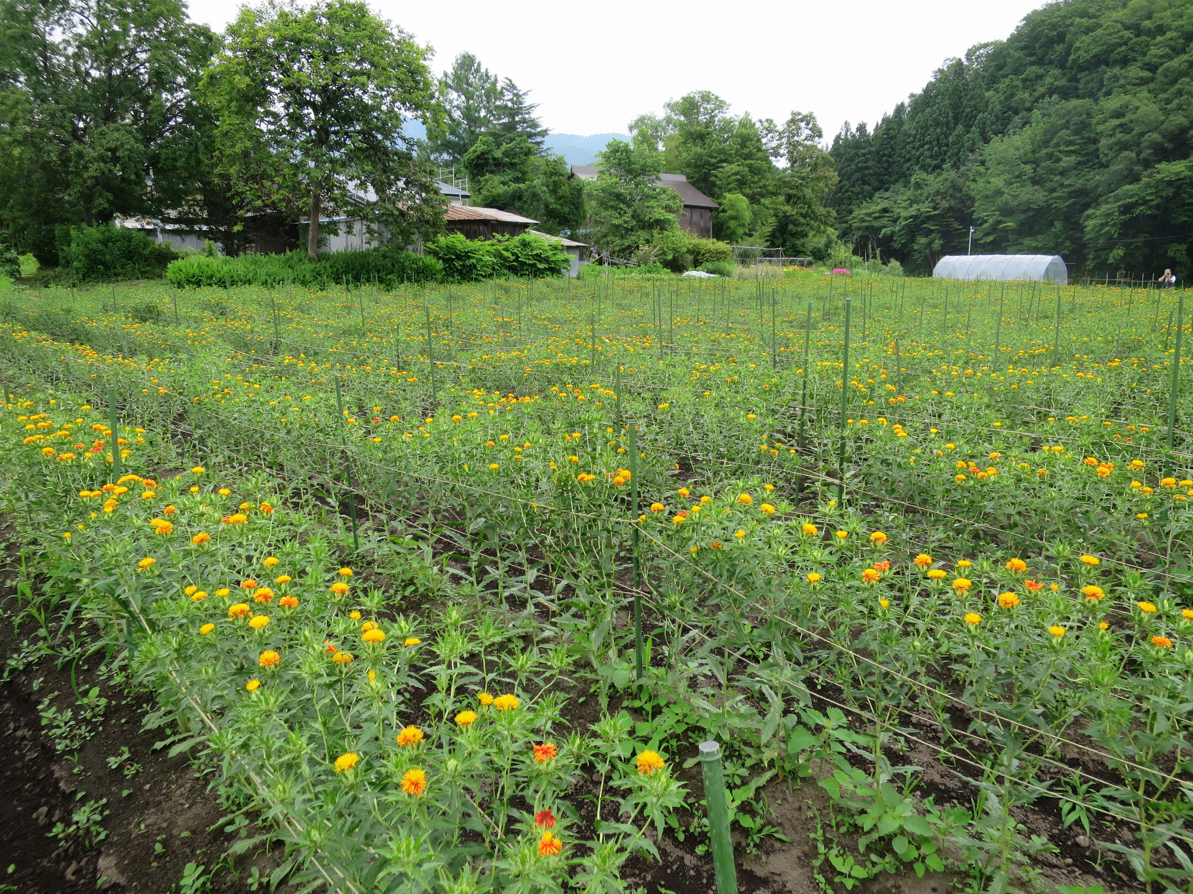 紅花摘み 猫の手応援隊 明日からスタート!