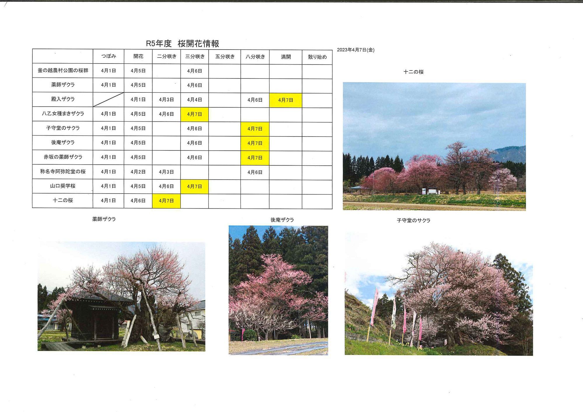 4月7日桜開花情報