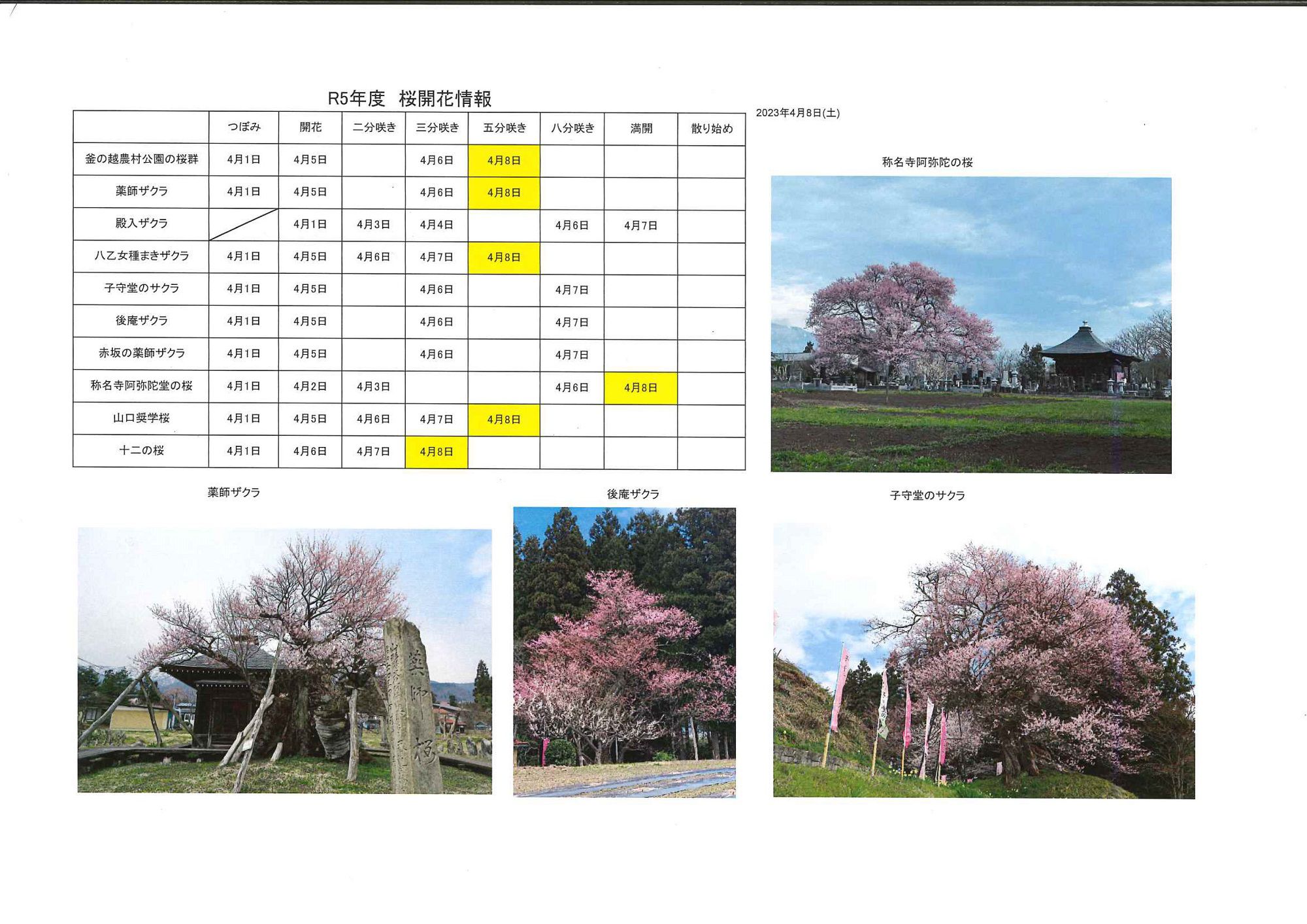4月8日桜開花情報