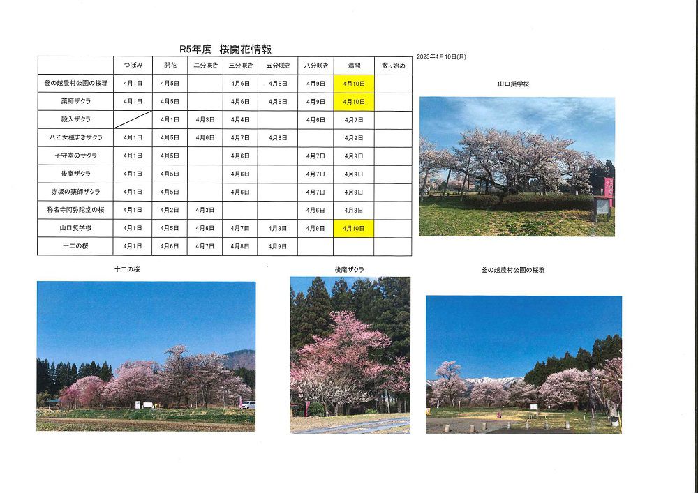 4月10日桜開花情報