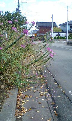 道路の花