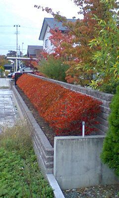 紅葉の生け垣