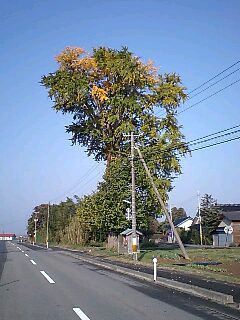 上から紅葉