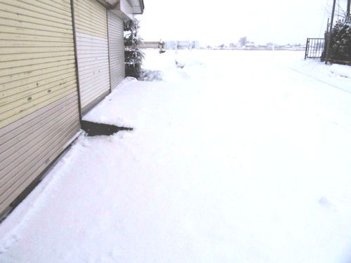 久しぶりの雪！