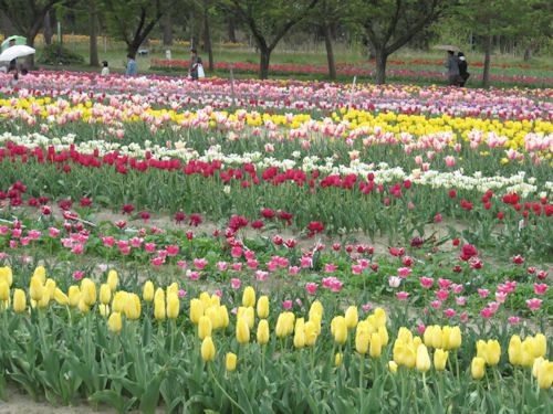 いこいの村　チューリップ園