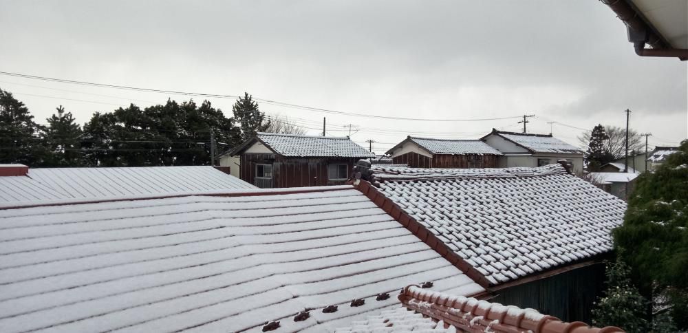 ついに雪が積もりました