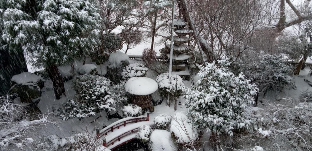 ついに本格的に雪が降ってきました