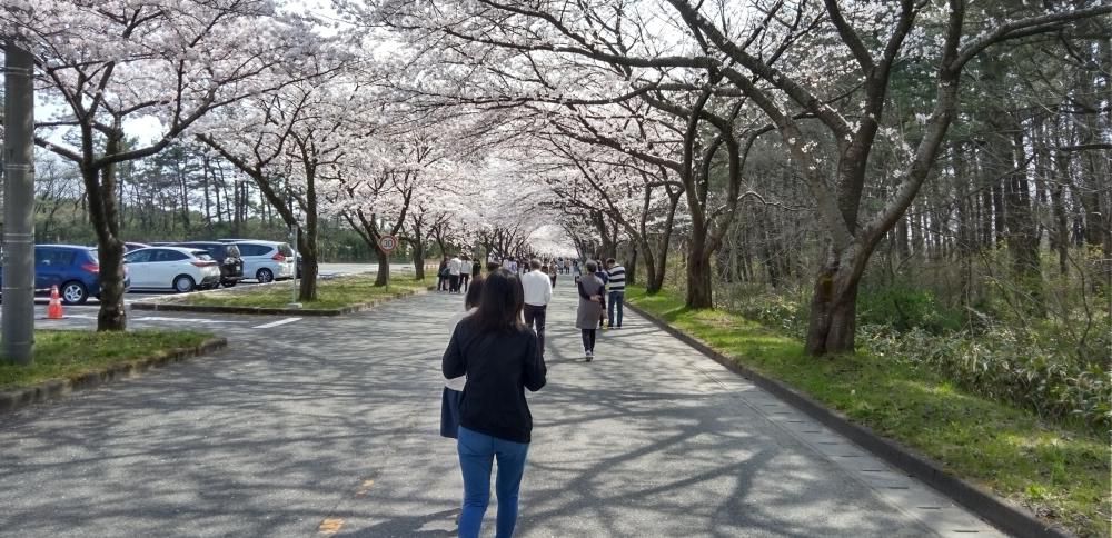 酒田市の隠れお花見スポット　サクラのトンネル