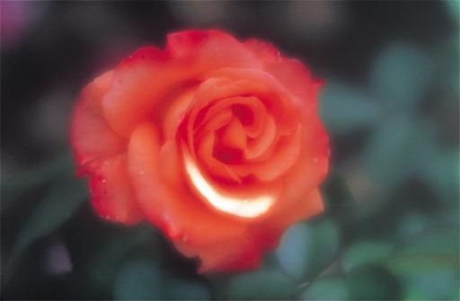 企画展「秋山庄太郎展」　9日オープン！