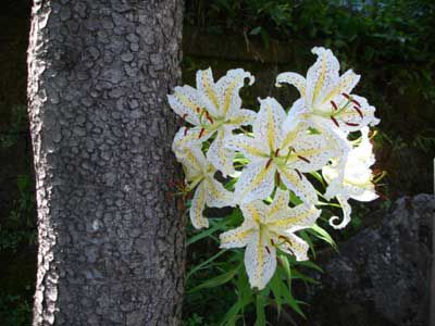 百合の花