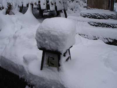 本格的に雪