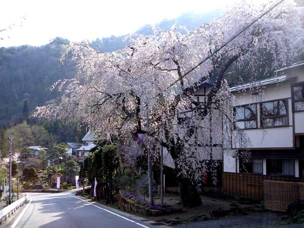 今朝の桜