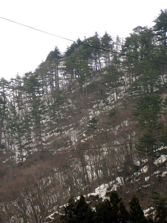 山の木々もだんだん・・・