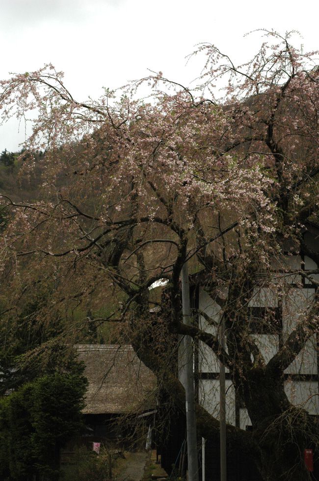 しだれ桜