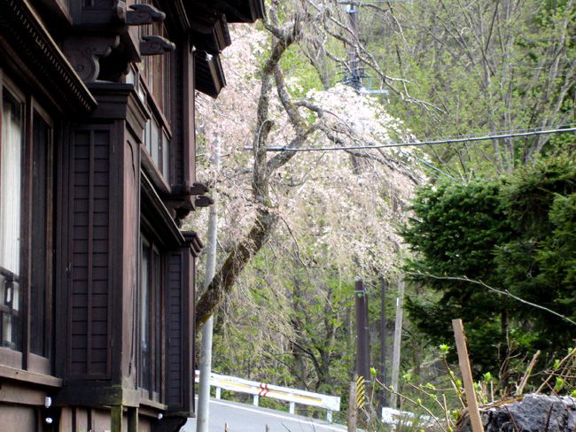 夕方の桜