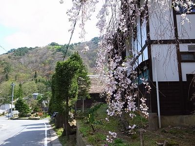 いまだに桜が