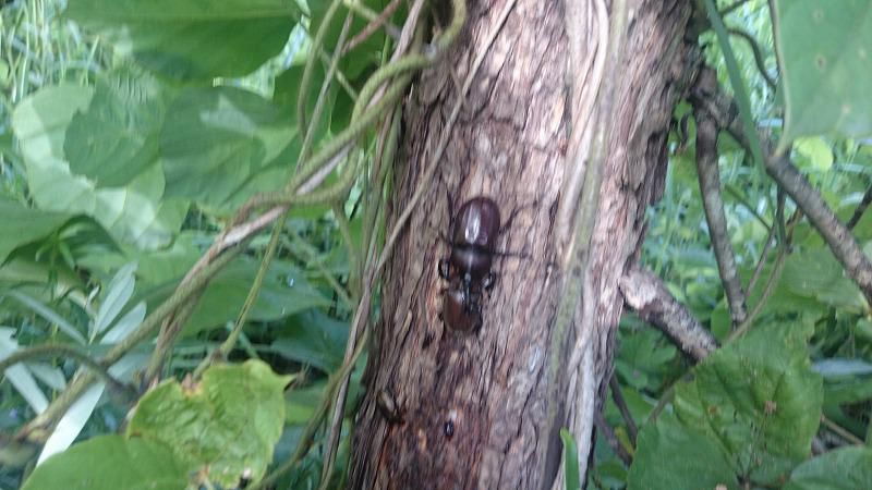 ☆☆カブト虫とノコギリクワガタ☆☆