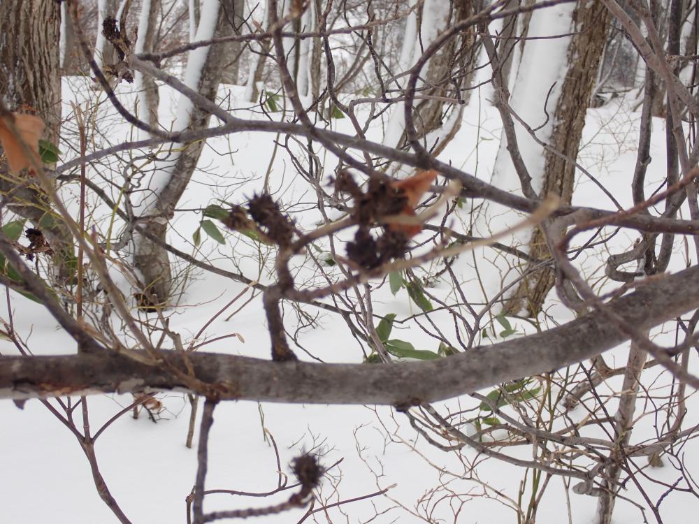 マンサクに付いたムシコブ