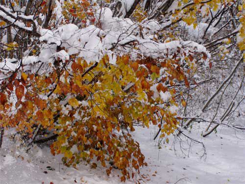 ハウチワカエデに雪