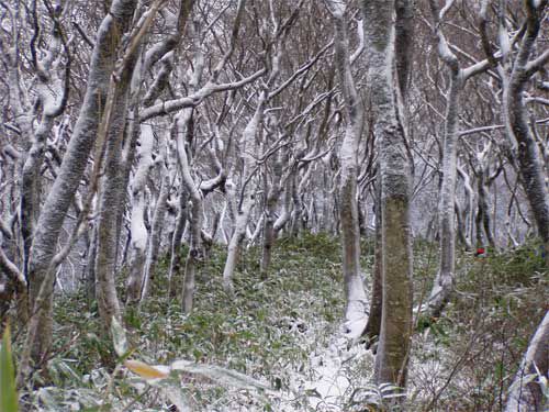 登山道圧雪