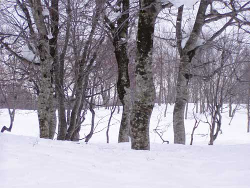 2月の雪を待つブナ