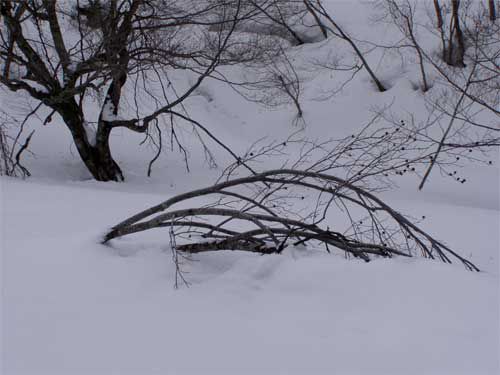 越冬する雪中ブナ