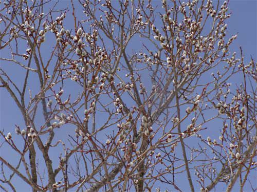 イヌコリヤナギ