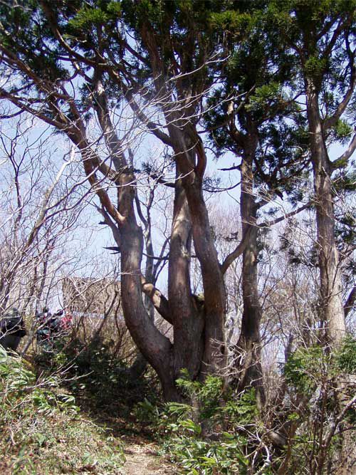 アガリコのような天然杉