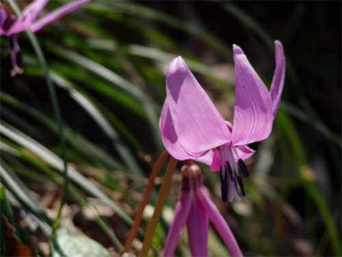 カタクリの花に囲まれて