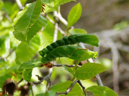 ブナの葉の中に幼虫が