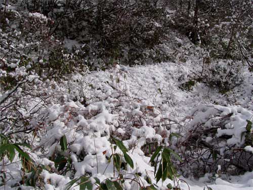 低木は雪の中