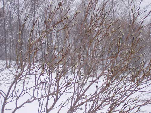 タムシバの芽吹き