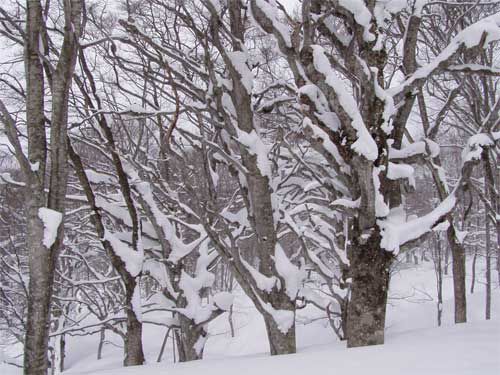 雪に育まれて