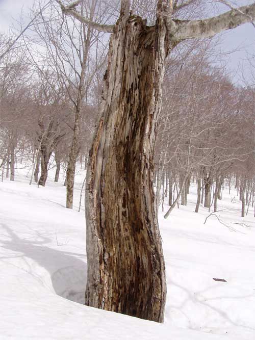 風雪に耐えて