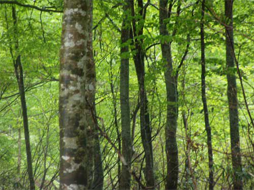 5月雨に濡れているブナ林　2