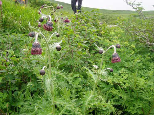 チョウカイアザミ 2