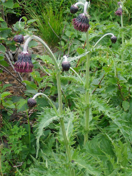 チョウカイアザミ 3