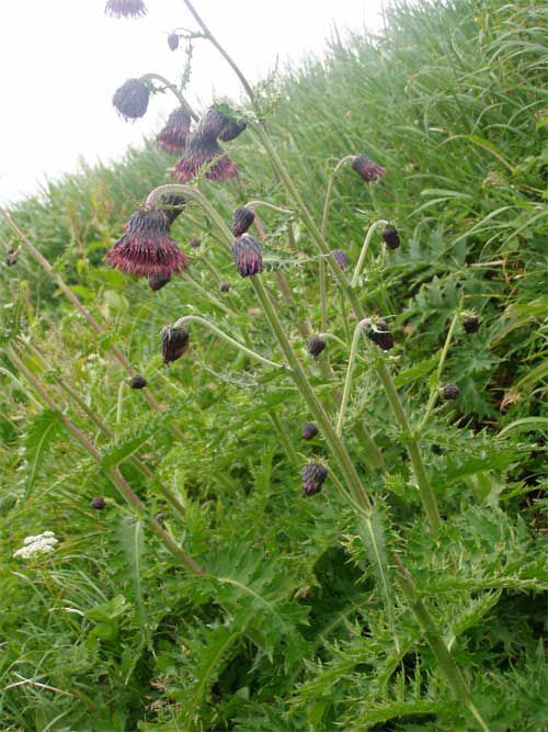 チョウカイアザミ 5