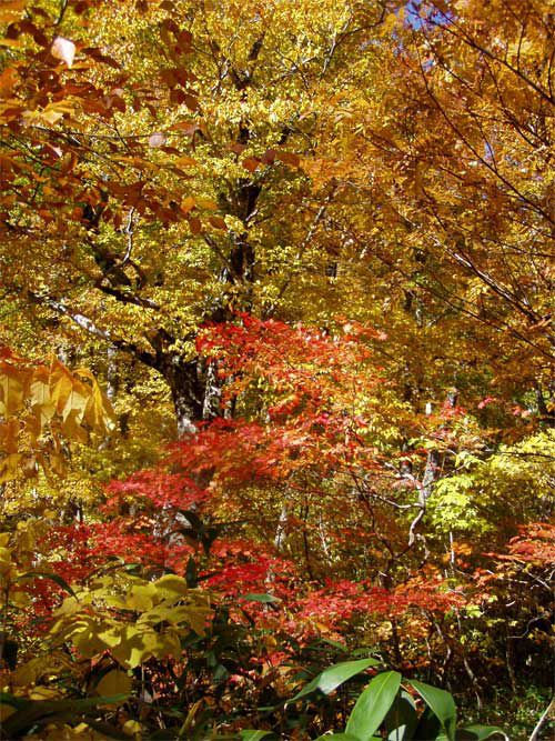 黄葉の上に紅葉