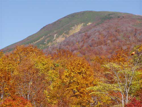 リュウキンカ広場より姥ヶ岳