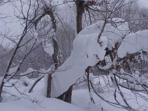 弓張平の新雪