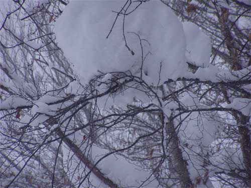 枝に雪塊