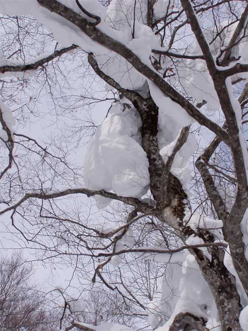 着雪の落下