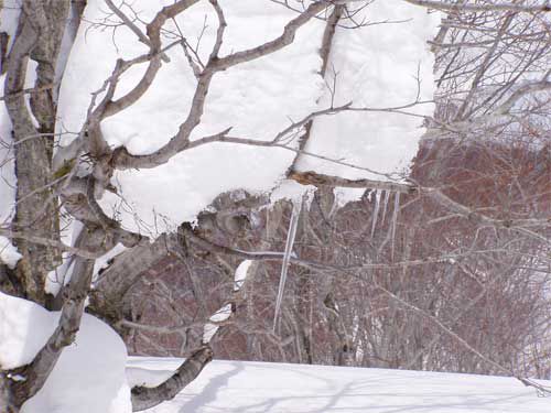 枝張りに雪の塊