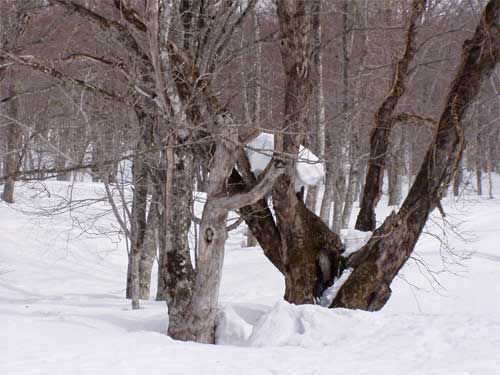 オオトチと積雪