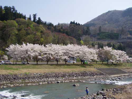 桜満開