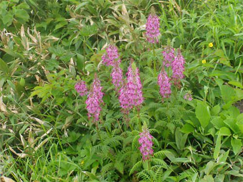 ヨツバシオガマ