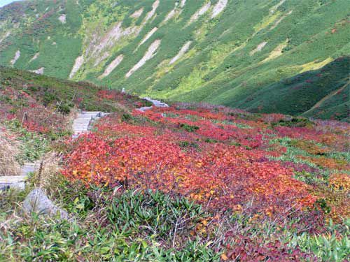 クロウスゴその後