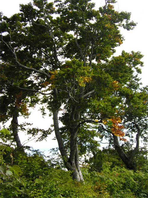 ブナハムシ届かず